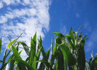 Roberto Rodrigues: o Brasil deve ser protagonista nas soluções climáticas globais na COP 30