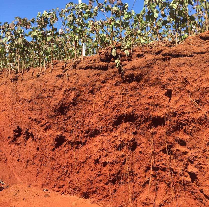 soja lavoura paisagem 3 21