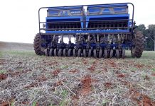 Semeadura do trigo começa no RS sob cautela dos produtores e perspectiva de redução de área