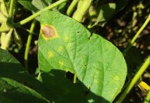 Controle de Mancha-alvo em soja: resistências, performance dos fungicidas e danos em soja