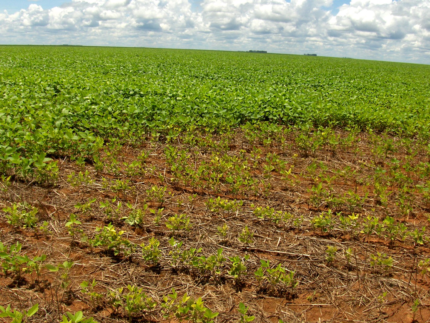 Tratamento De Sementes Para Controle De Nematoides Mais Soja Pensou Soja Pensou Mais Soja 2088