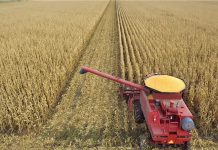 Milho/RS: Colheita avança de forma lenta e chega a 60% da área cultivada no estado