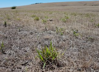 Resistência e suscetibilidade de capim-amargoso a herbicidas