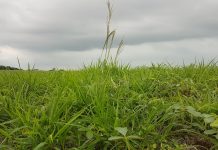 Dessecação sequencial contribui para o manejo de plantas daninhas de difícil controle