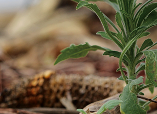 Controle de plantas daninhas na entressafra: Prevenção de Resistência, Redução de Competição e Melhoria da Produtividade