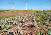 Vazio sanitário é prática determinante no enfrentamento da ferrugem-asiática