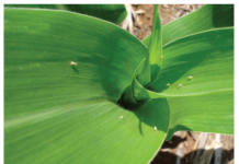 Uso estratégico de inseticidas no controle da cigarrinha-do-milho: quando e como intervir para proteger a produtividade