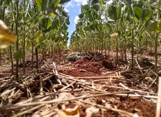 Recursos do BNDES atendem apenas 20% das dívidas dos produtores gaúchos