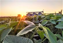 Sob relatoria de Lupion, CAPADR aprova novo marco para renegociação de dívidas rurais