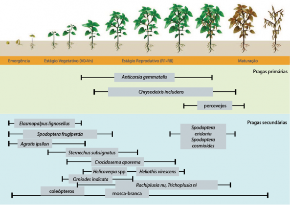 Atenção Para Lagartas E Corós Nos Estádios Iniciais Do Desenvolvimento Da Soja Mais Soja 6288