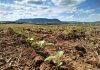 Início do plantio com chuvas irregulares desafiam produtores na região sul de Mato Grosso
