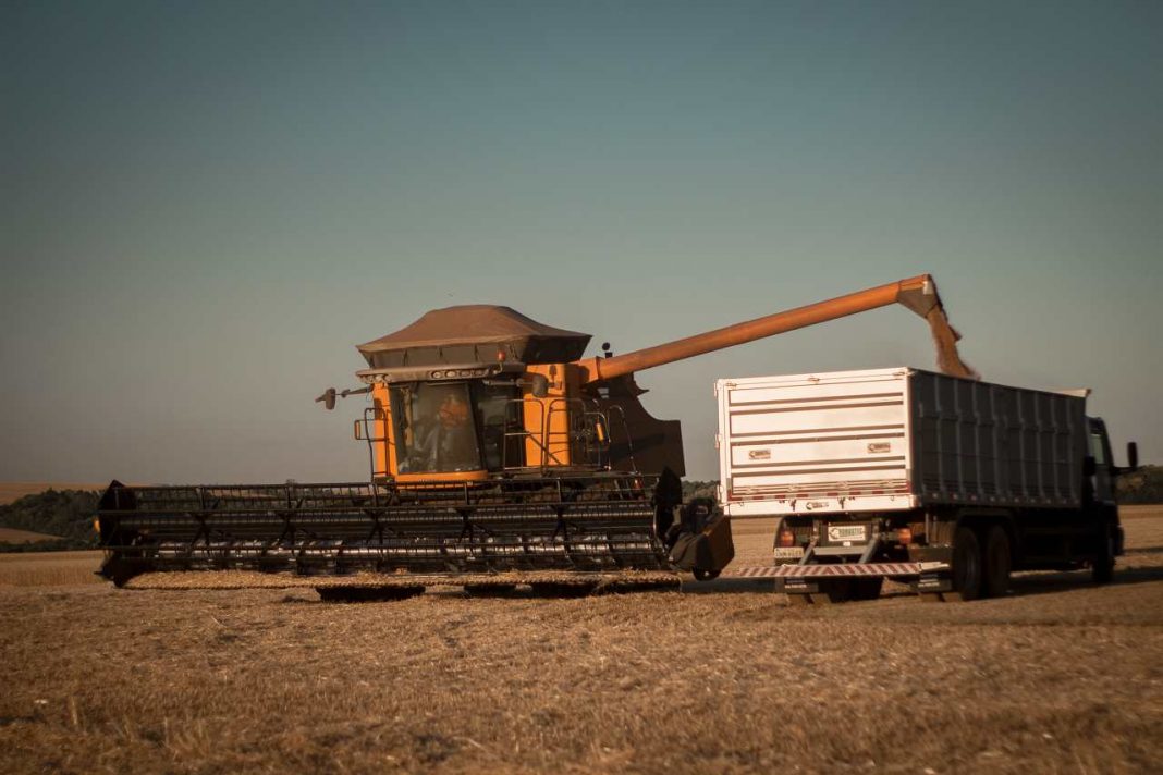 trigo colheita 2020 8