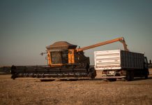 Chicago fecha em forte baixa no trigo com cautela dos traders e oferta global abundante