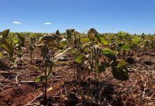 Fitotoxicidade de herbicidas em soja exige atenção ao posicionamento dos produtos