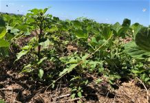 Caruru: herbicidas pré-emergentes são protagonistas no manejo dessa planta daninha
