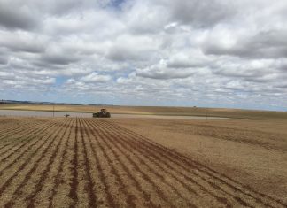 Soja/BR: Semeadura alcança 9,4% impulsionada pelas chuvas em MT e no Sul