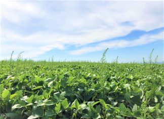 Bioherbicida à base de bactéria da Caatinga pode controlar planta invasora