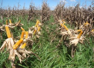 O consórcio perfeito: como uma braquiária híbrida pode otimizar sistemas de plantio direto de milho