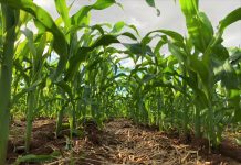 Glifosato influencia no desenvolvimento das raízes do milho?