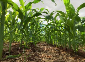 Glifosato influencia no desenvolvimento das raízes do milho?