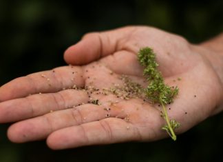 Uma planta de caruru pode resultar em até 10 milhões de sementes