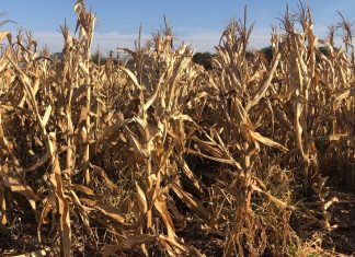 A partir de que estádio a geada compromete o milho?