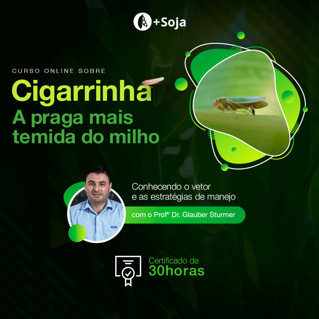 curso cigarrinha 