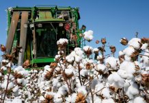 Câmara Setorial do Algodão e Derivados encerra 2025 com previsão de alta nas exportações e cautela na produção