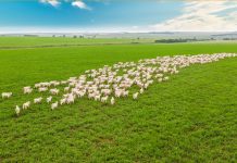 Planejamento estratégico do ILP influencia a qualidade física do solo e reflete na produção de grãos
