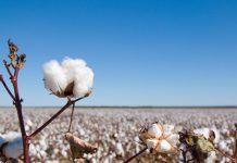 pluma de algodão em primeiro plano na lavoura de produção algodão