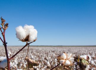 pluma de algodão em primeiro plano na lavoura de produção algodão