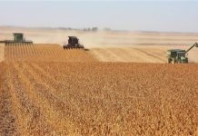 PIB da agropecuária cresce 11,7% e impulsiona resultado da economia em 2025