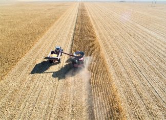 Boletim do Deral aponta que safra 2026 ganha volume e consolida cenário positivo no Paraná