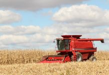 Milho/RS: Colheita do milho no RS alcança 73% da área