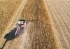 Colheita do milho se aproxima do fim em diversas regiões do RS