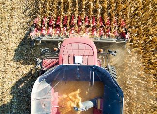maquina colhendo milho, vista de cima