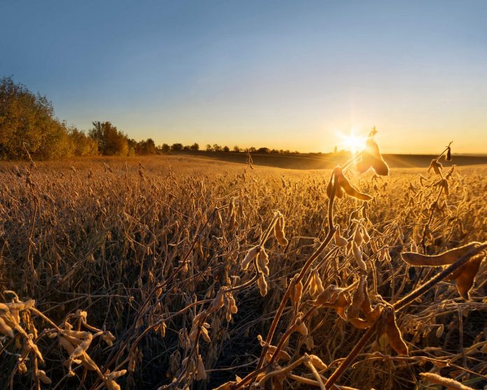 imagem de uma lavoura de soja ao entardecer