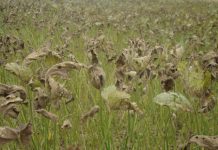 Impacto econômico da ferrugem-asiática em soja, quando iniciar e até quando manter o monitoramento e controle da doença: critérios fenológicos e epidemiológicos.