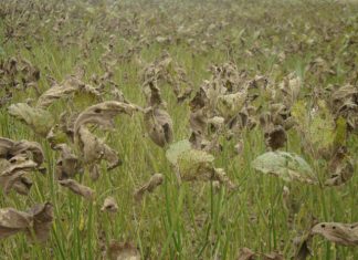 Impacto econômico da ferrugem-asiática em soja, quando iniciar e até quando manter o monitoramento e controle da doença: critérios fenológicos e epidemiológicos.