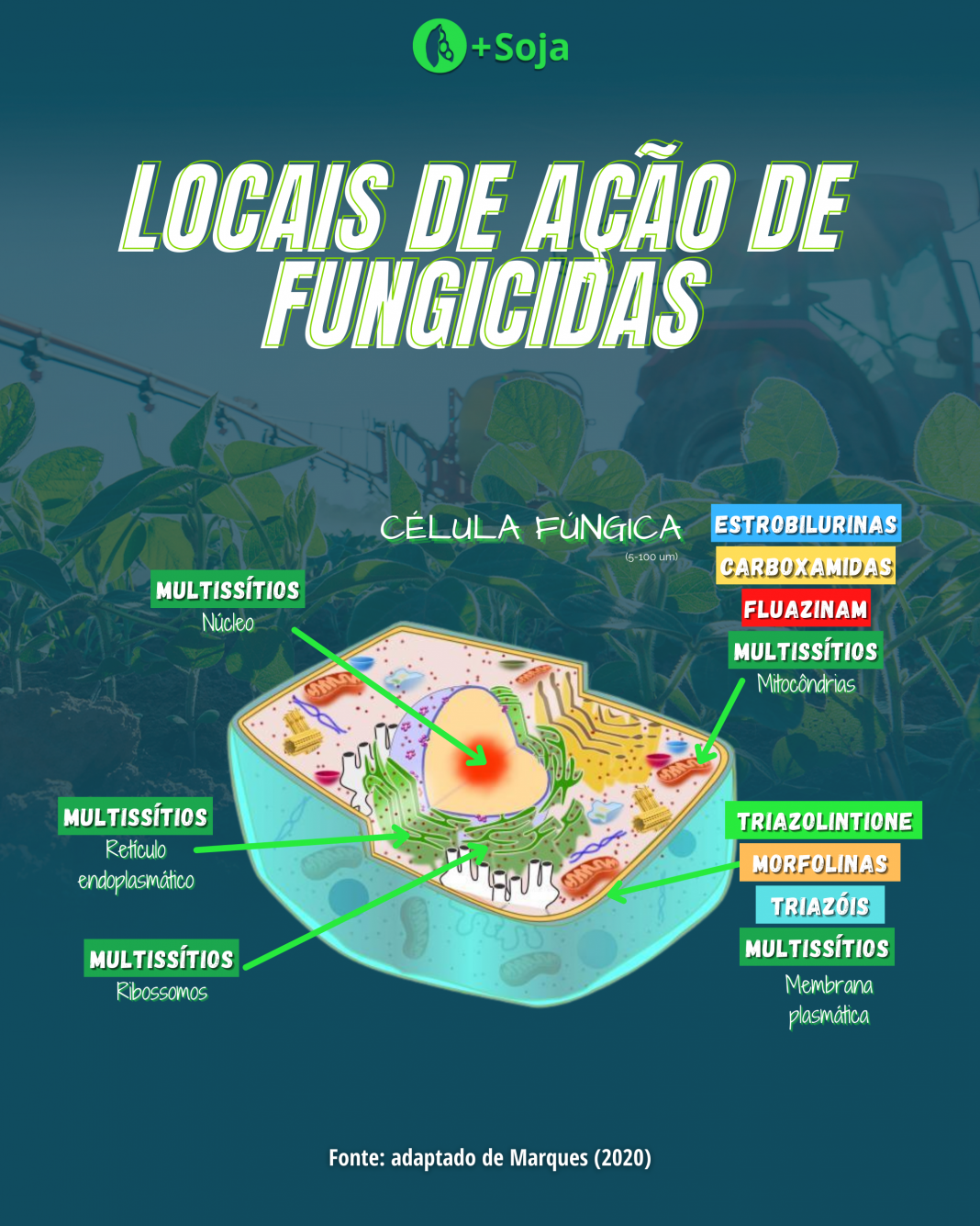 Fungicidas Multiss Tios Possuem A O Limitada Mais Soja Pensou Soja Pensou Mais Soja