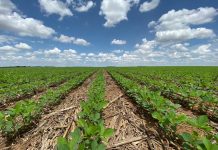 Sistema de produção Soja – Milho Safrinha x Fenómeno do ENOS, entendendo para manejar