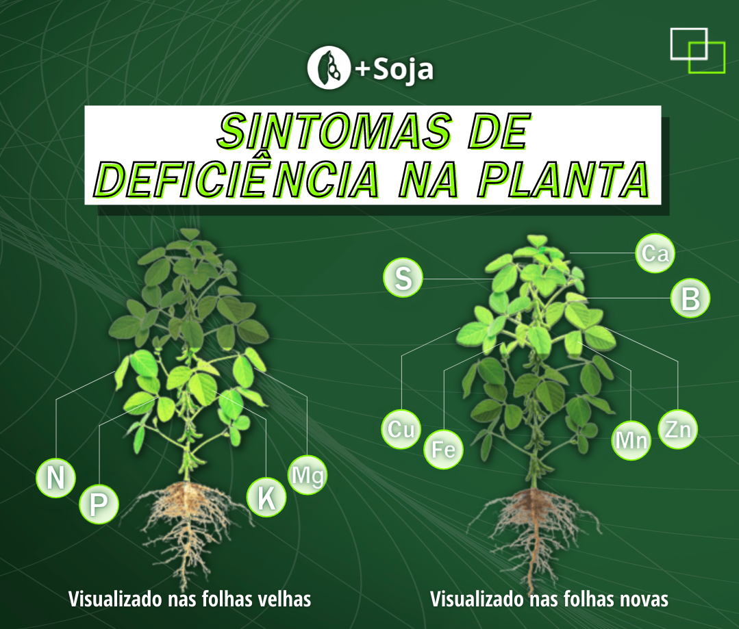 Deficiências Nutricionais Quais Os Cuidados Que Devemos Ter Com A Lavoura De Soja Mais Soja 1490