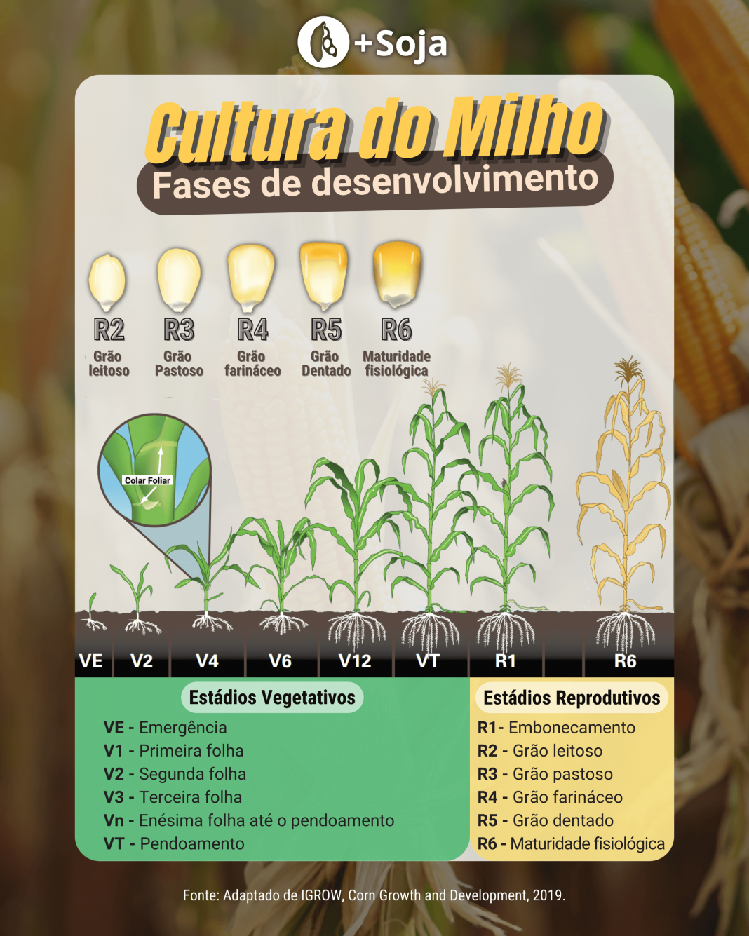 Milho: Fisiologia é Ferramenta De Manejo Para O Aumento Da ...