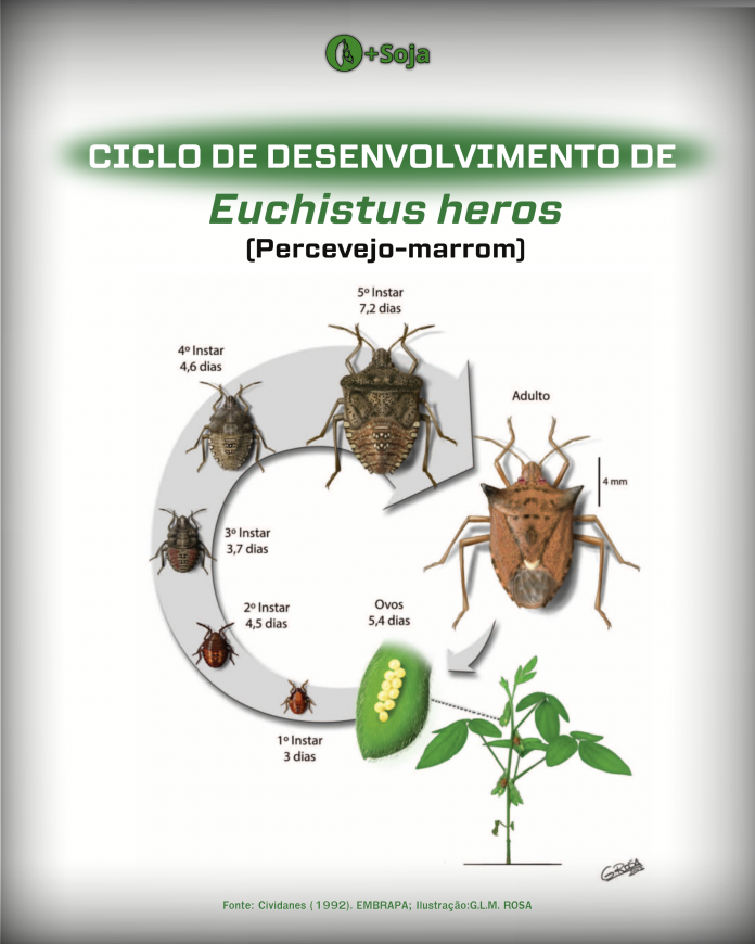 Qual A Capacidade De Oviposi O Do Percevejo Marrom Euschistus Heros