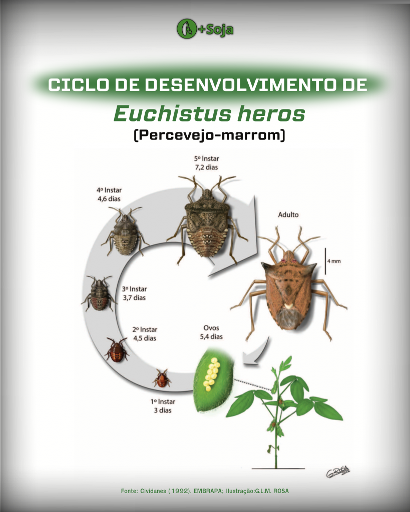 Qual A Capacidade De Oviposição Do Percevejo Marrom (Euschistus Heros ...