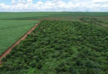 Produtores rurais preservam em suas propriedades vegetação nativa que equivale a 29% do território nacional