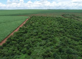 Produtores rurais preservam em suas propriedades vegetação nativa que equivale a 29% do território nacional
