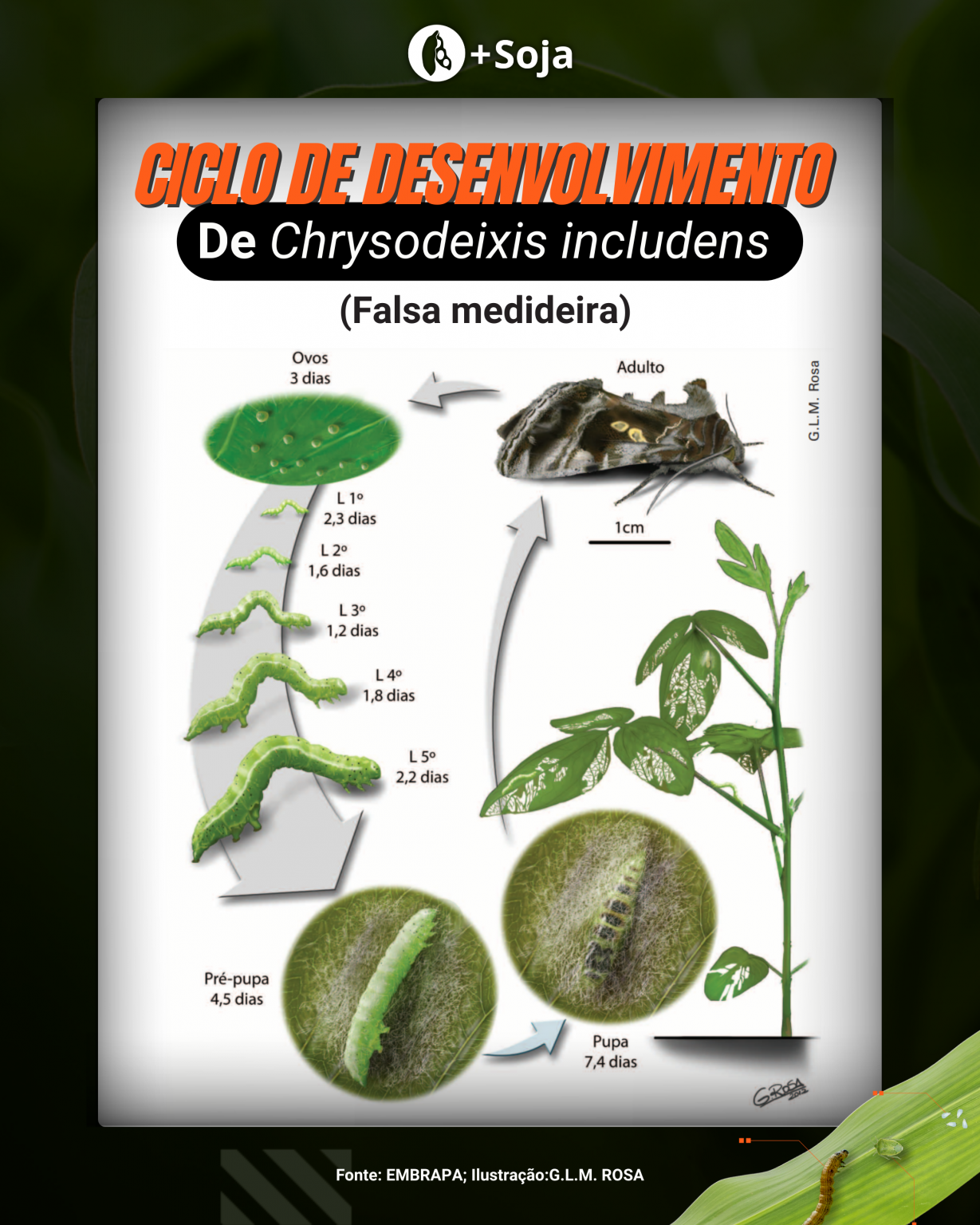 Brasil – Soja – Controle da falsa-medideira em soja: quais inseticidas ...