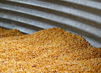 Mercado brasileiro de milho deve iniciar semana com negociações travadas