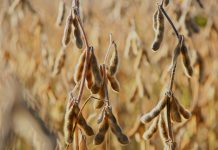 Soja/ Cepea: Tensões no Oriente Médio impulsionam preços da soja no mercado internacional